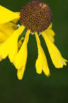 Oldfield sneezeweed